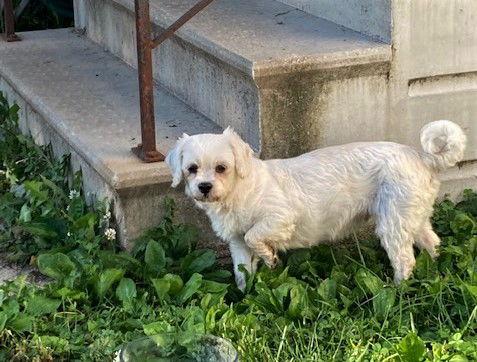 Girlfriend, Adoptable, Adult Female Lhasa Apso & Bichon Frise.