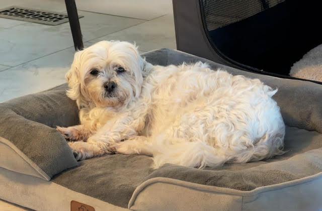 Enlarge Girlfriend, a Adoptable mixed breed in Wheaton, IL image 2/3