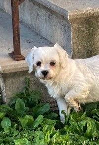 Enlarge Girlfriend, a Adoptable mixed breed in Wheaton, IL image 2/3