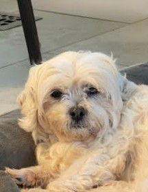 Enlarge Girlfriend, a Adoptable mixed breed in Wheaton, IL image 3/3