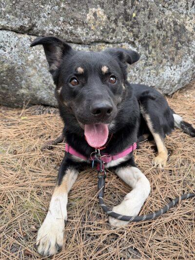 Enlarge Chonks, a ADOPTABLE Mixed Breed in Truckee, CA image 5/5
