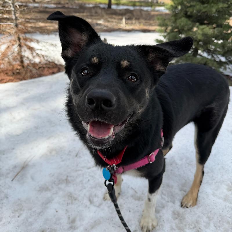 Enlarge Chonks, a ADOPTABLE Mixed Breed in Truckee, CA image 2/5