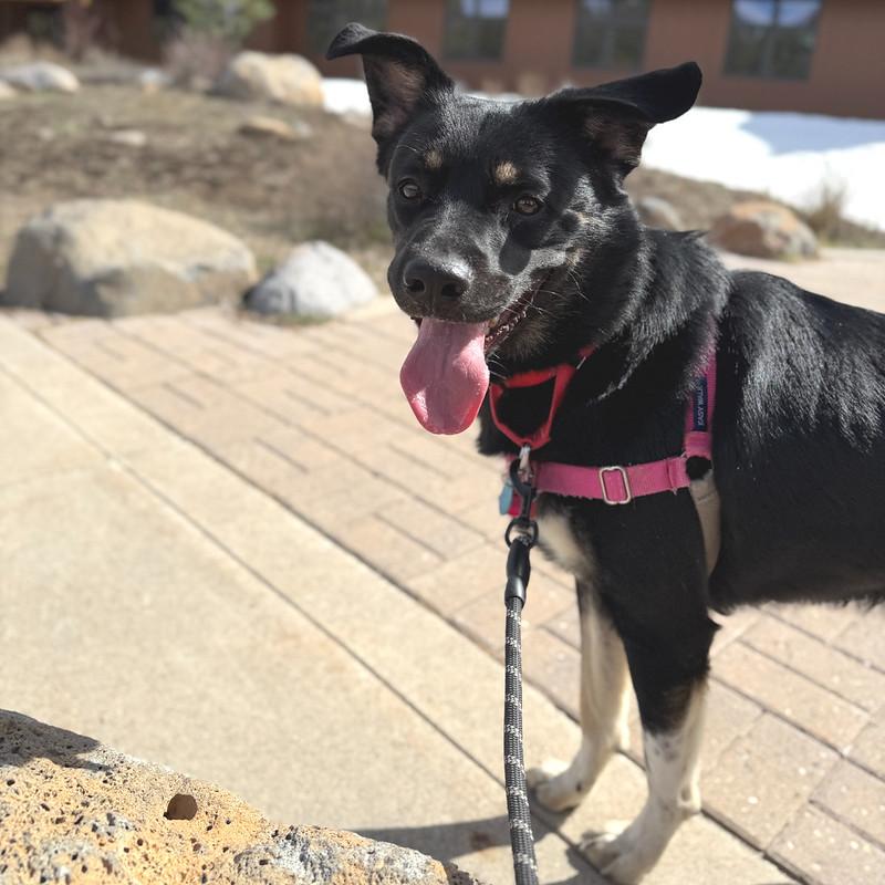 Enlarge Chonks, a ADOPTABLE Mixed Breed in Truckee, CA image 3/5