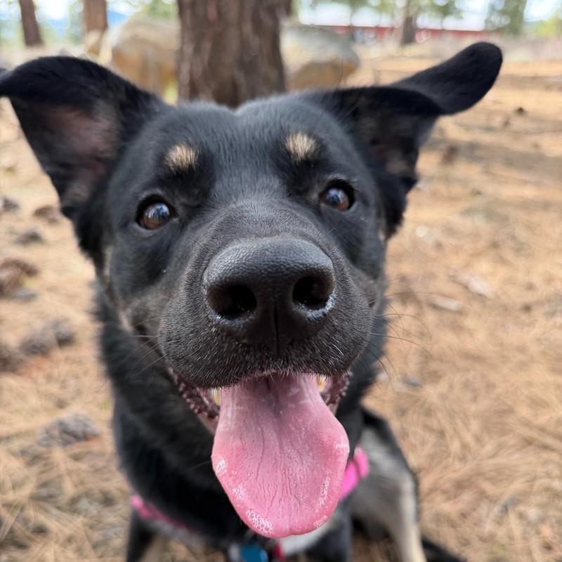 Chonks, ADOPTABLE, Young Male Mixed Breed.
