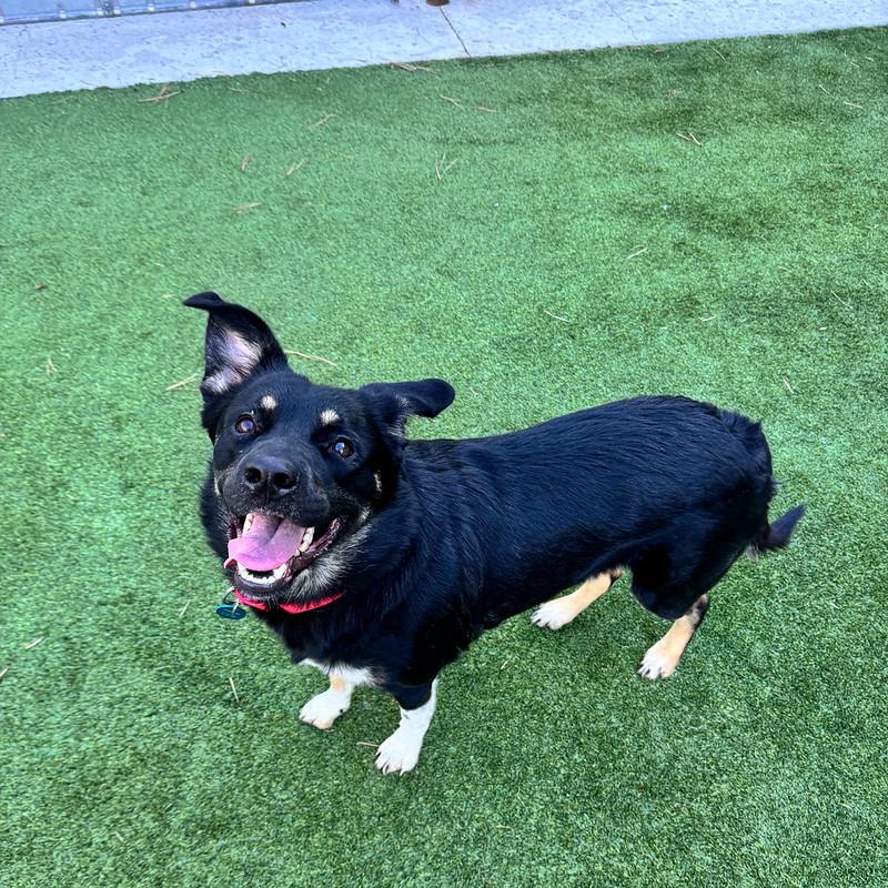 Enlarge Chonks, a ADOPTABLE Mixed Breed in Truckee, CA image 4/5