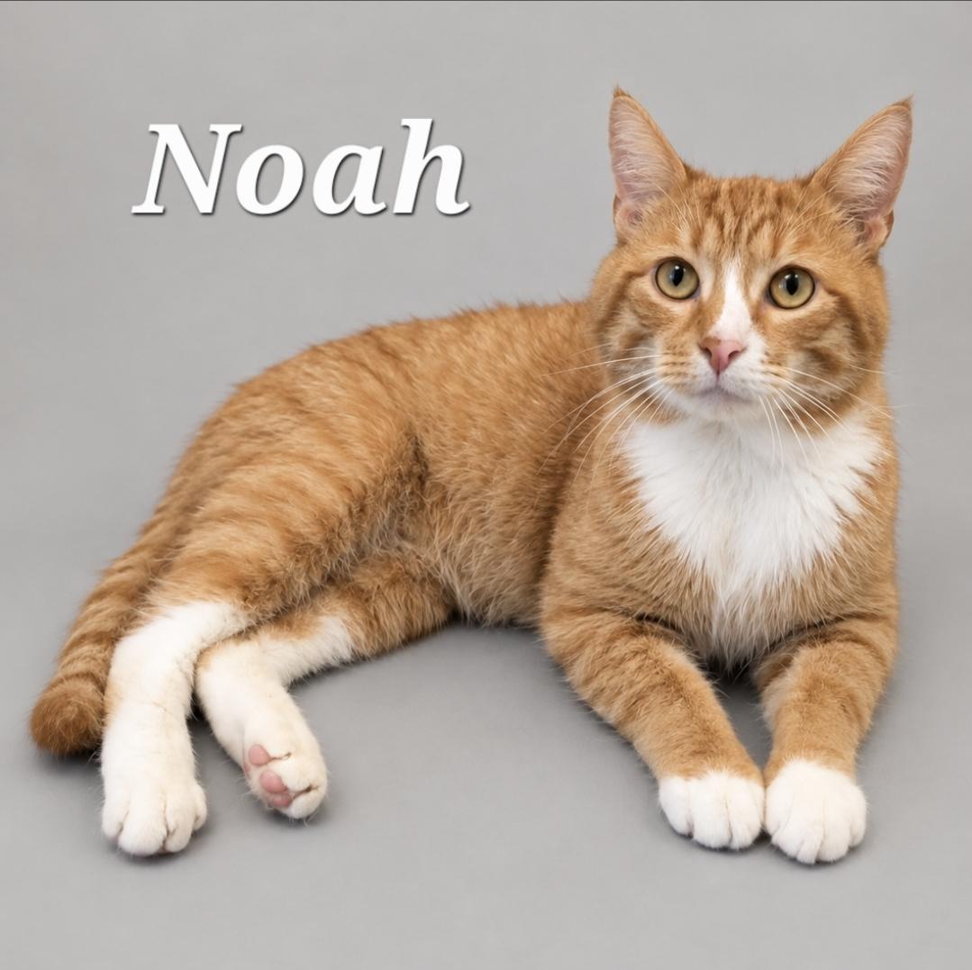 Noah, Adoptable, Adult Male Tabby.