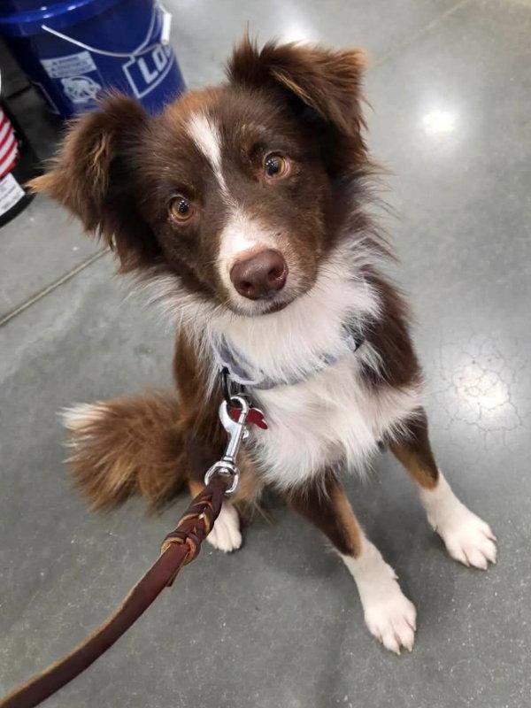 Vinny, Adoptable, Young Male Border Collie.
