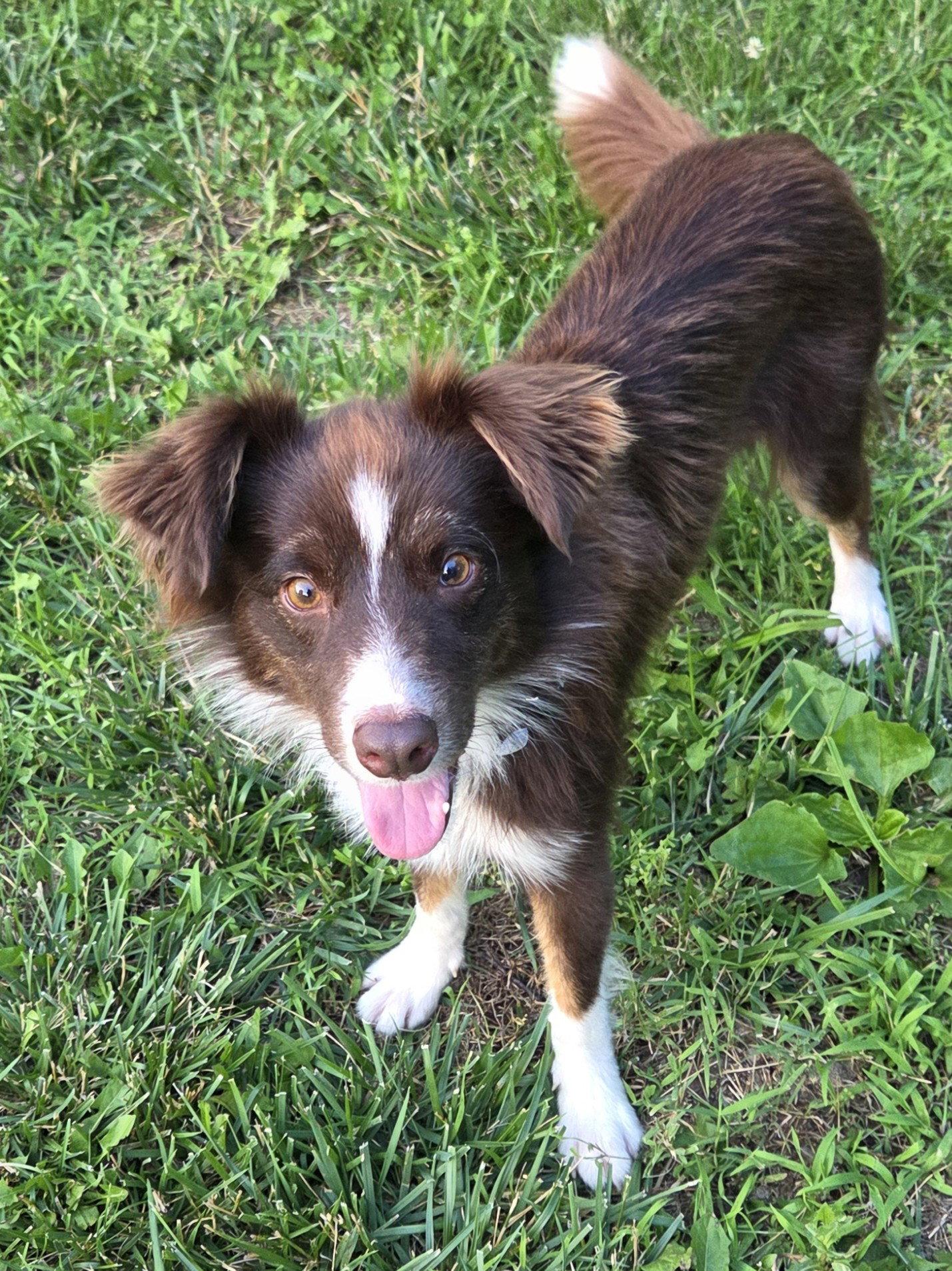 Enlarge Vinny, a Adopted Border Collie in Columbia, MO image 2/3