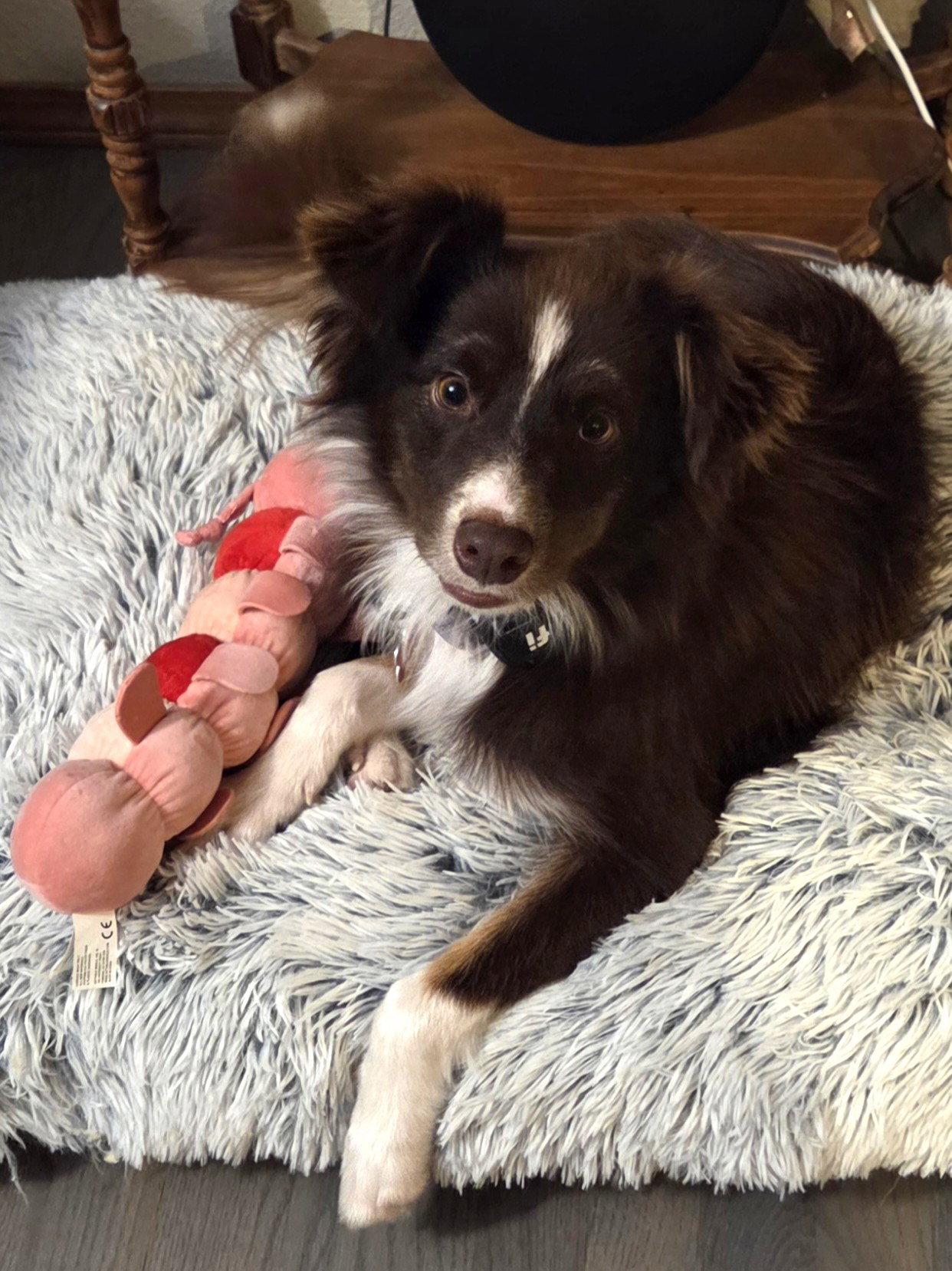 Enlarge Vinny, a Adopted Border Collie in Columbia, MO image 3/3