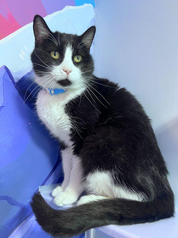 Enlarge Haruba, a Adoptable Domestic Short Hair in Colorado Springs, CO image 2/2