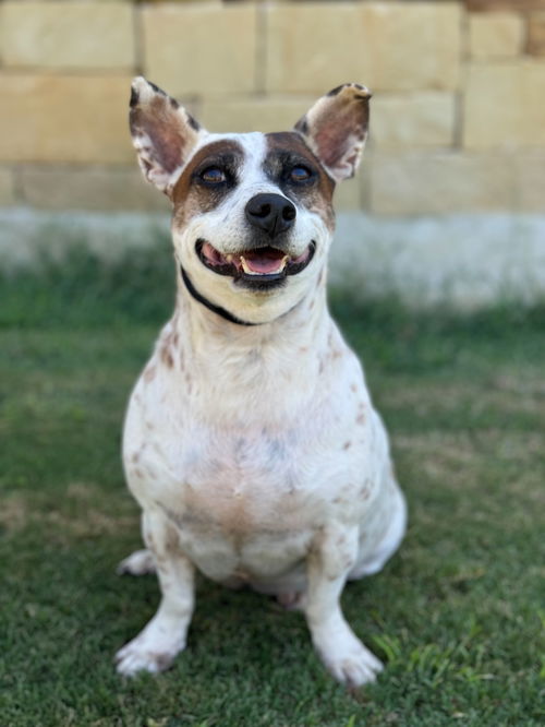 Dog for adoption Thor, a Jack Russell Terrier & Australian Cattle Dog