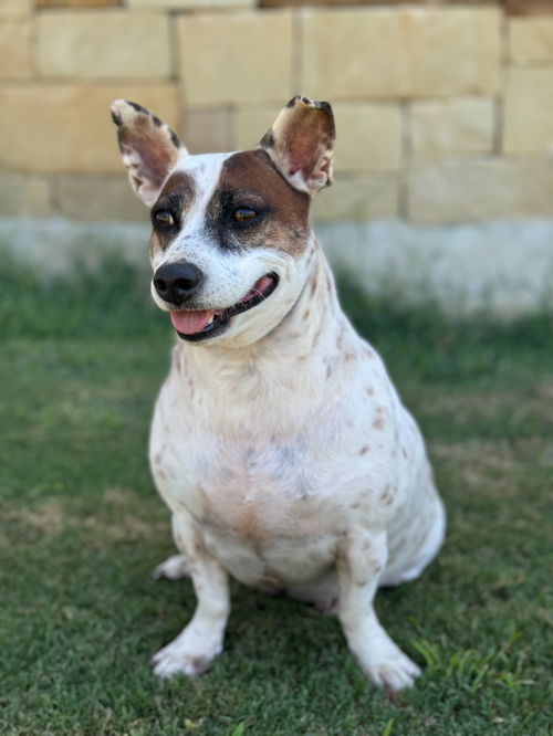 Dog for adoption Thor, a Jack Russell Terrier & Australian Cattle Dog