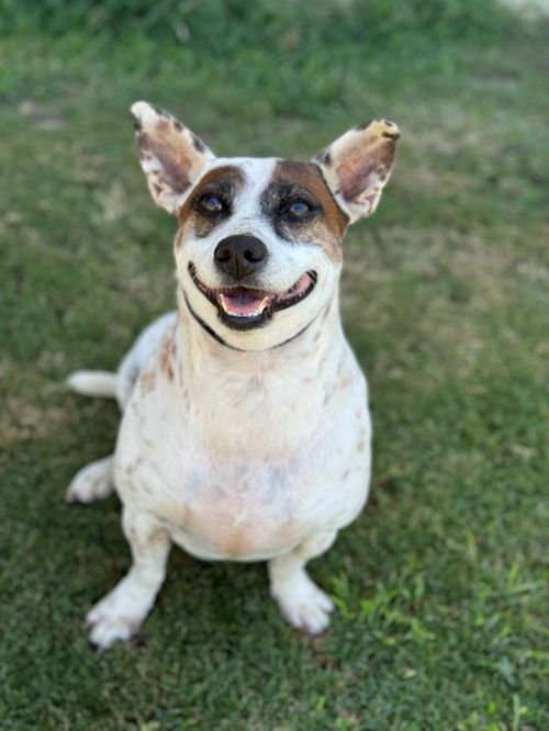 Dog for adoption Thor, a Jack Russell Terrier & Australian Cattle Dog