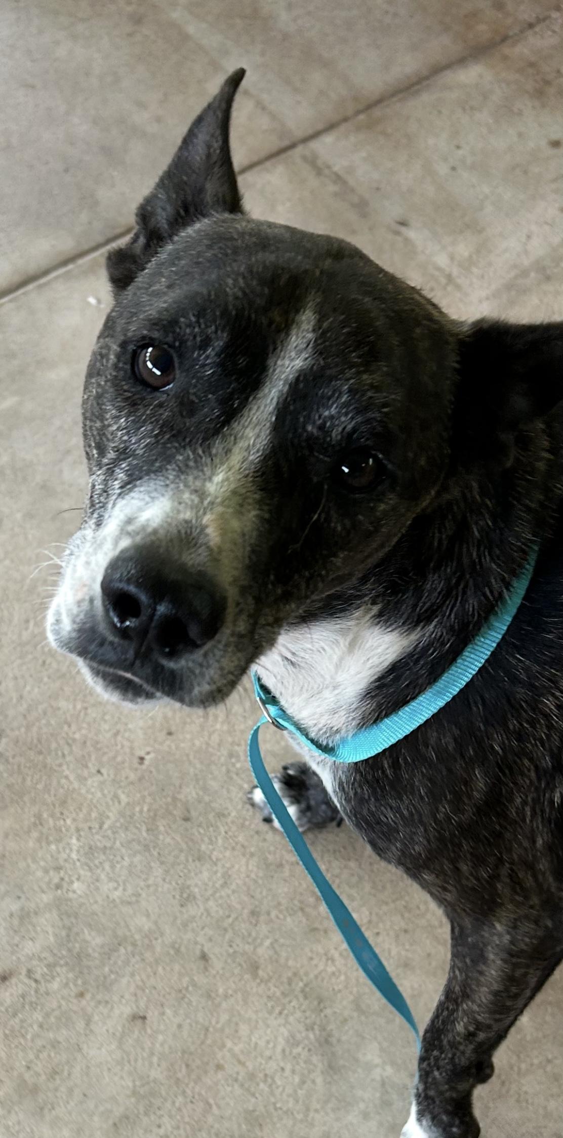 Enlarge Fred, a Adoptable mixed breed in River oaks, TX image 1/1