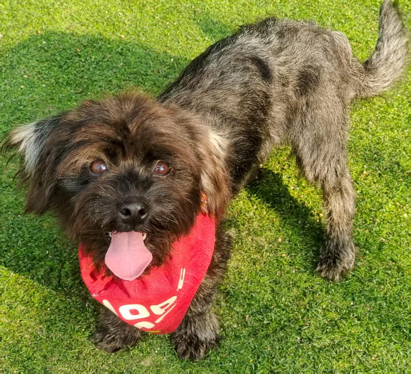 Piper, an adoptable Poodle (Toy) in Toronto, ON image 1/4