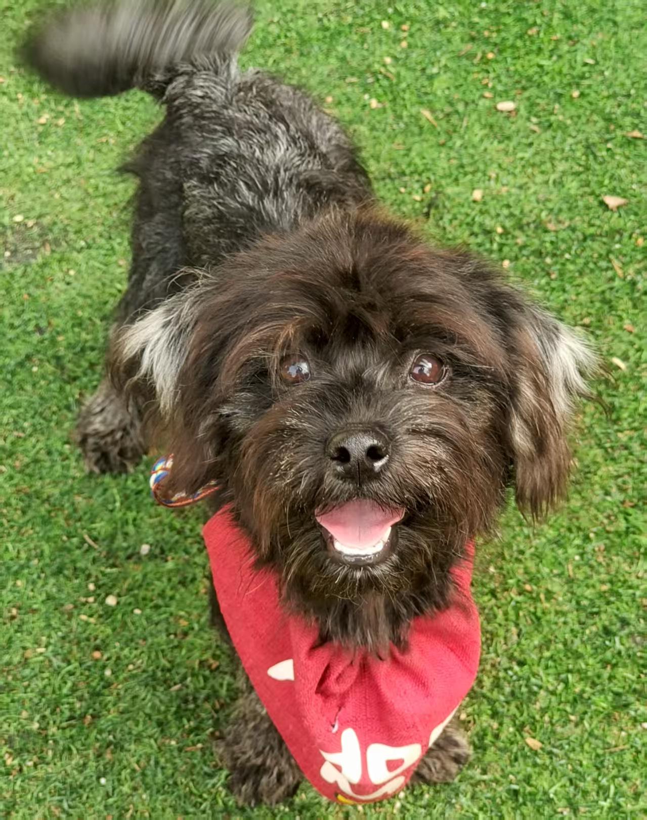 Piper, an adoptable Poodle (Toy) in Toronto, ON image 2/4