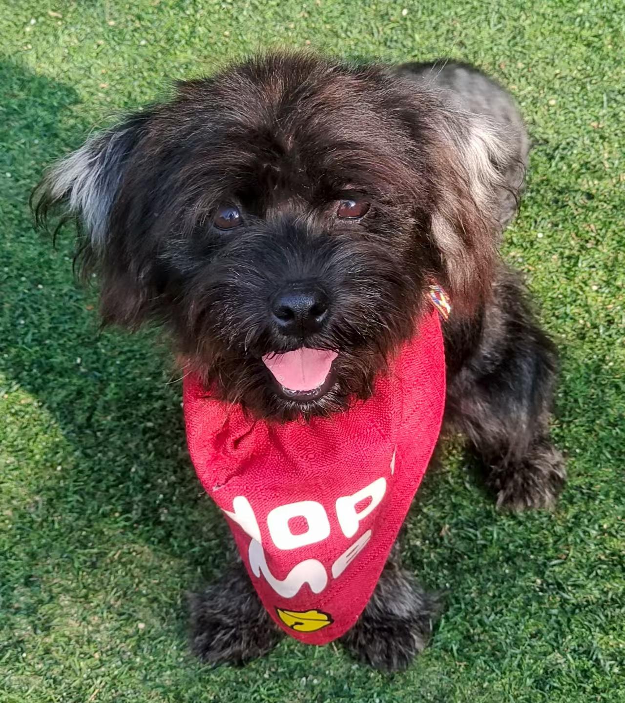 Piper, an adoptable Poodle (Toy) in Toronto, ON image 3/4