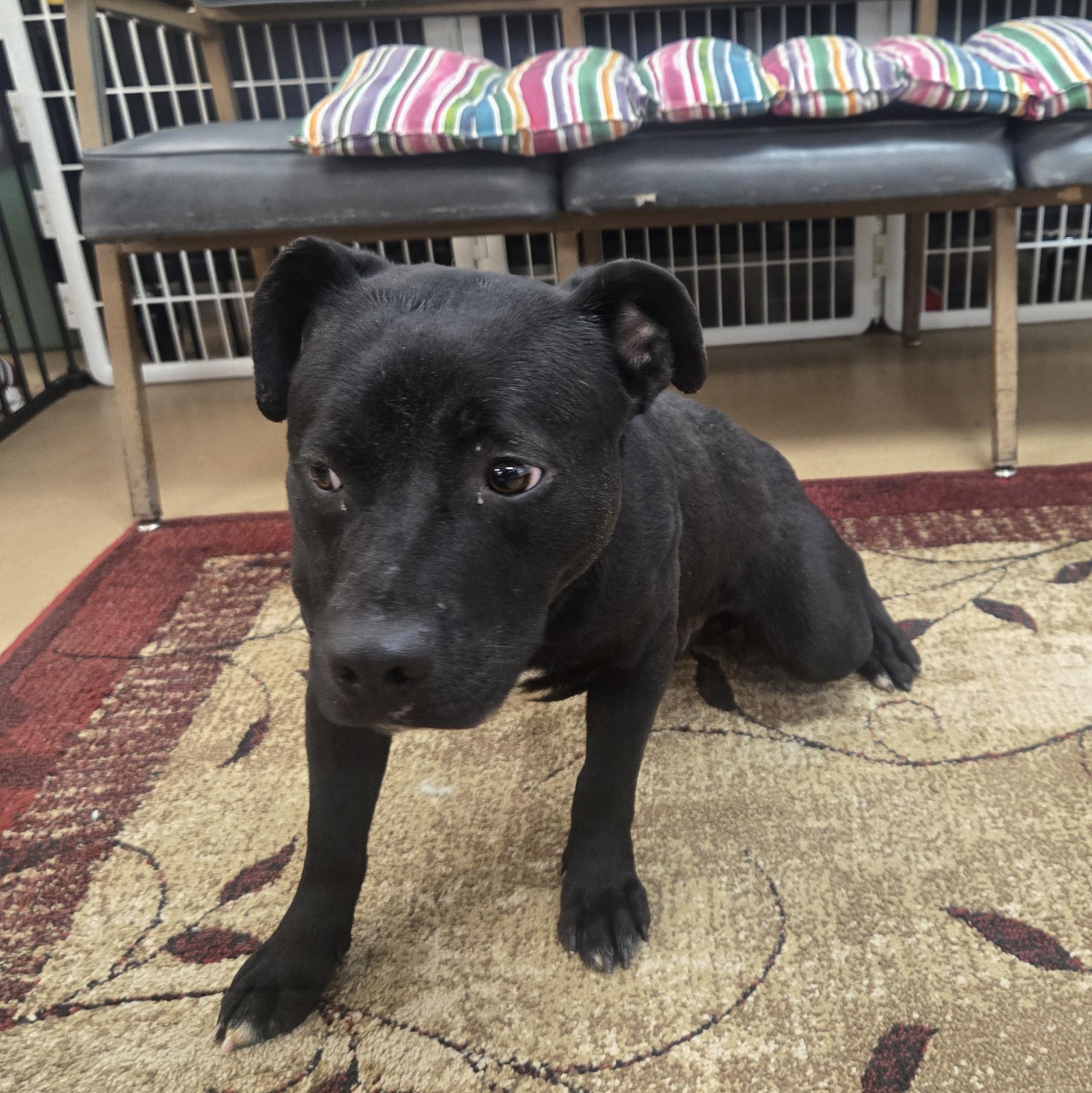 Enlarge Riker, a ADOPTABLE Labrador Retriever in Xenia , OH image 1/6