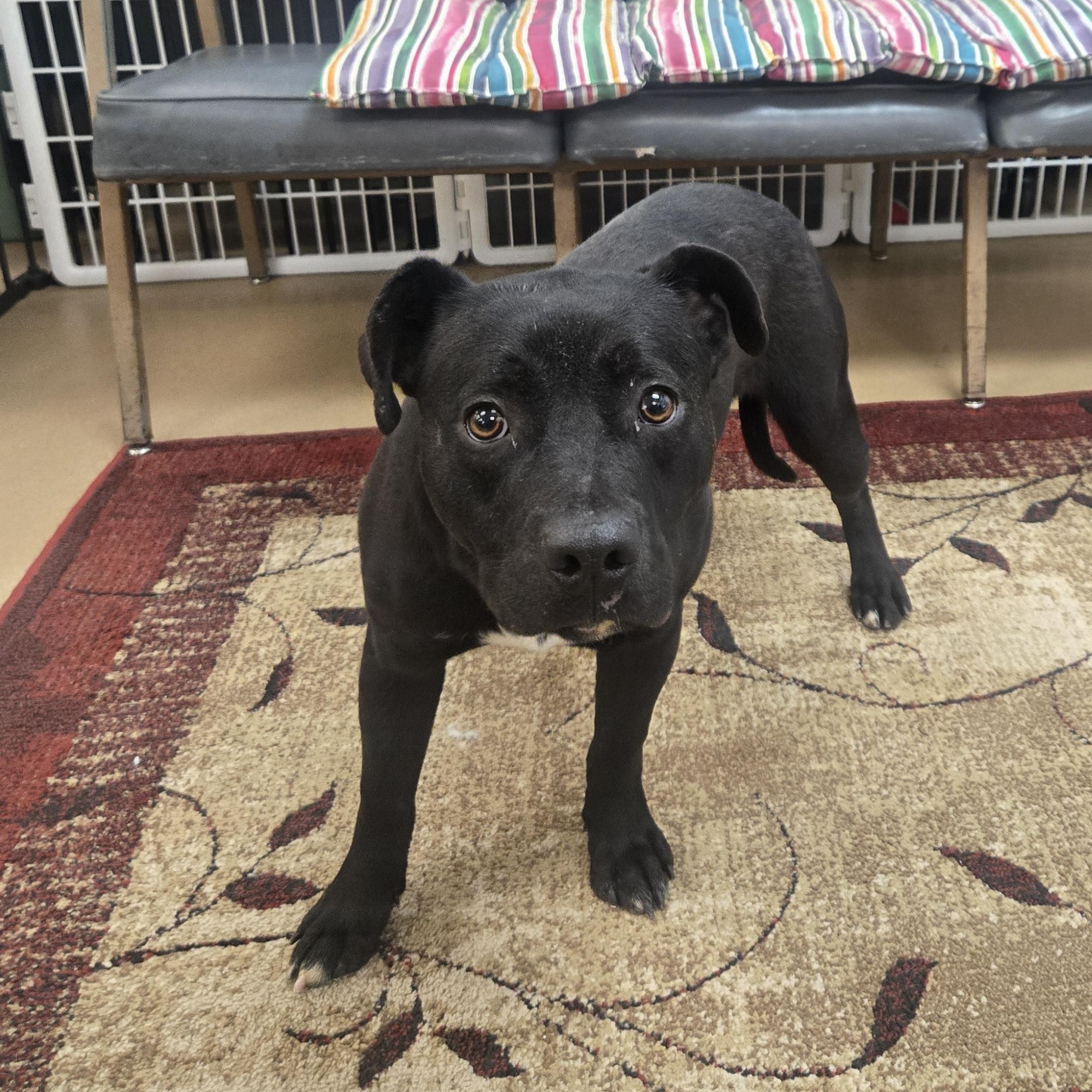 Enlarge Riker, a ADOPTABLE Labrador Retriever in Xenia , OH image 2/6