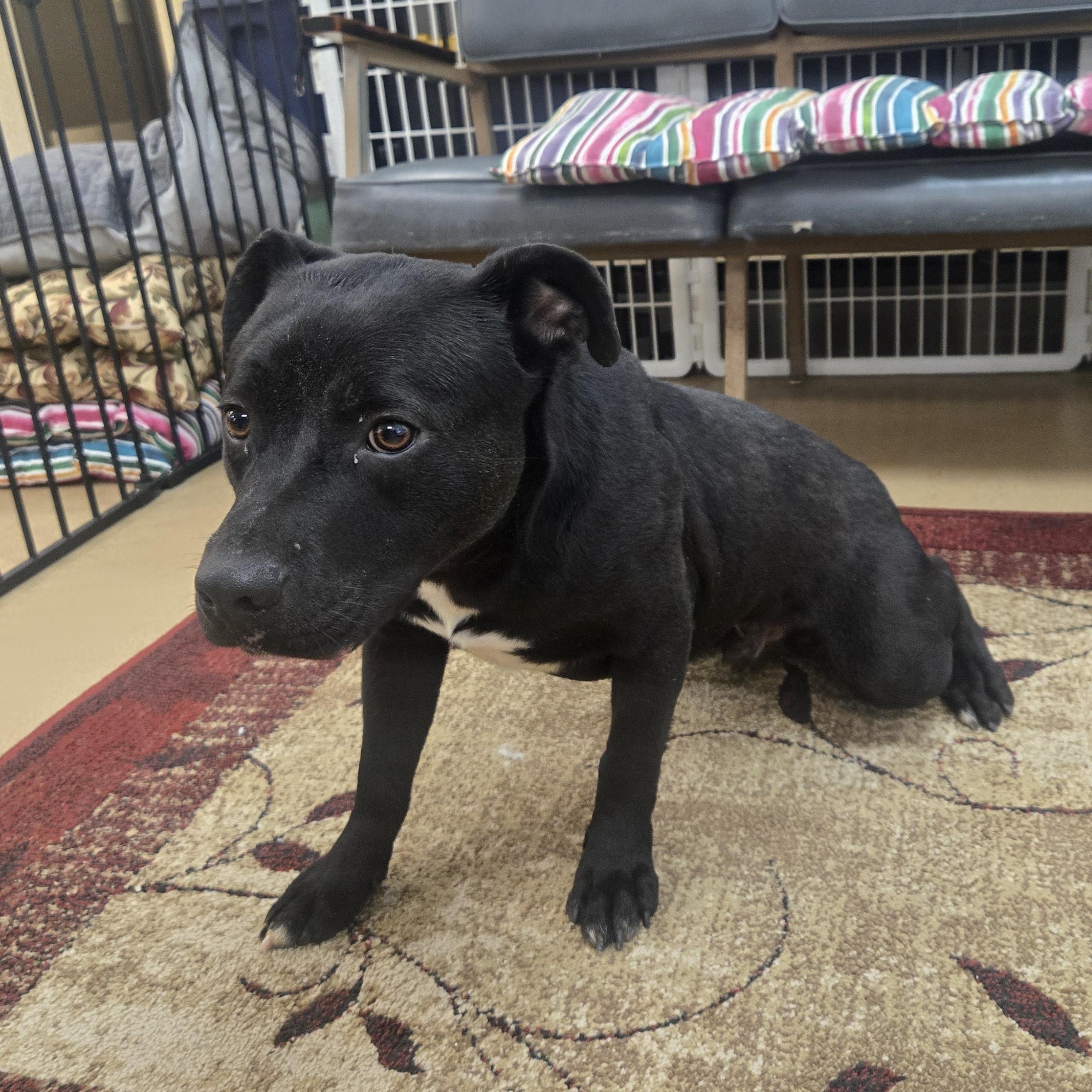 Enlarge Riker, a ADOPTABLE Labrador Retriever in Xenia , OH image 3/6