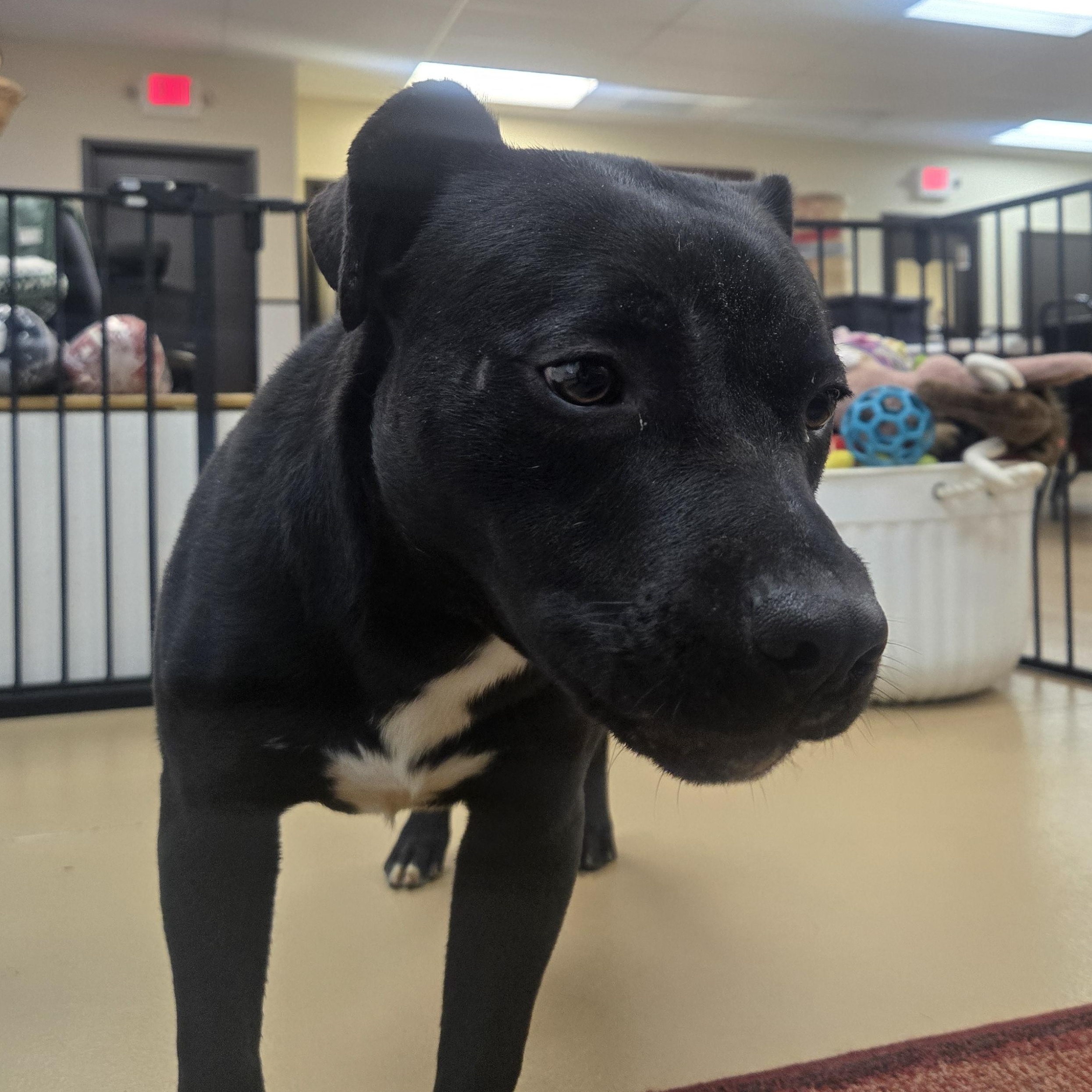 Enlarge Riker, a ADOPTABLE Labrador Retriever in Xenia , OH image 4/6
