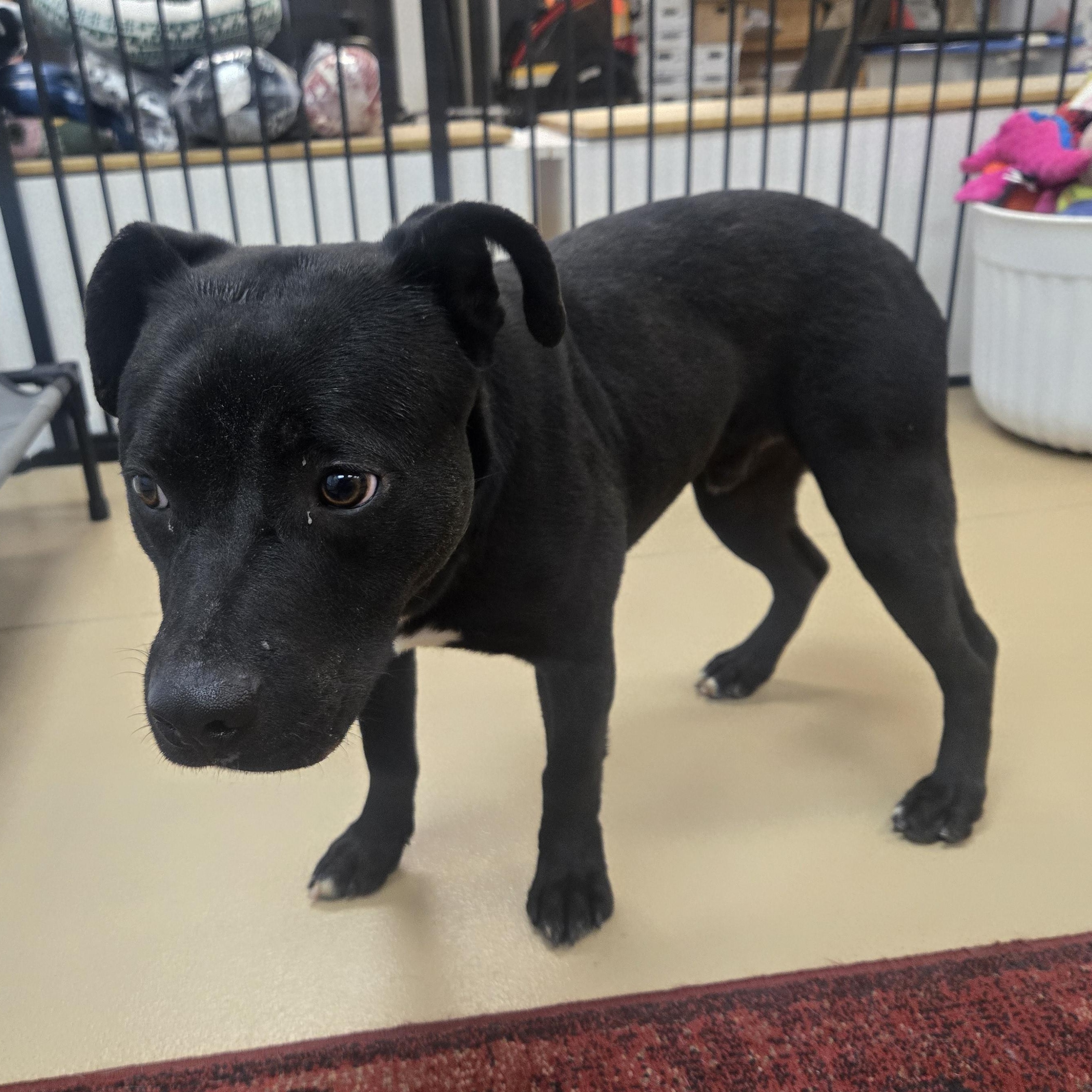 Enlarge Riker, a ADOPTABLE Labrador Retriever in Xenia , OH image 5/6
