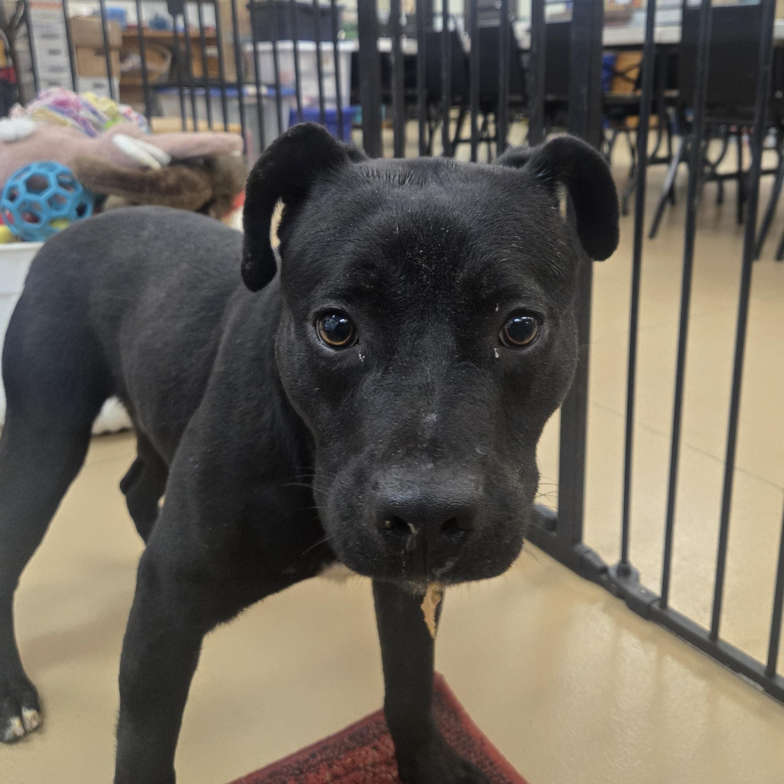Enlarge Riker, a ADOPTABLE Labrador Retriever in Xenia , OH image 6/6