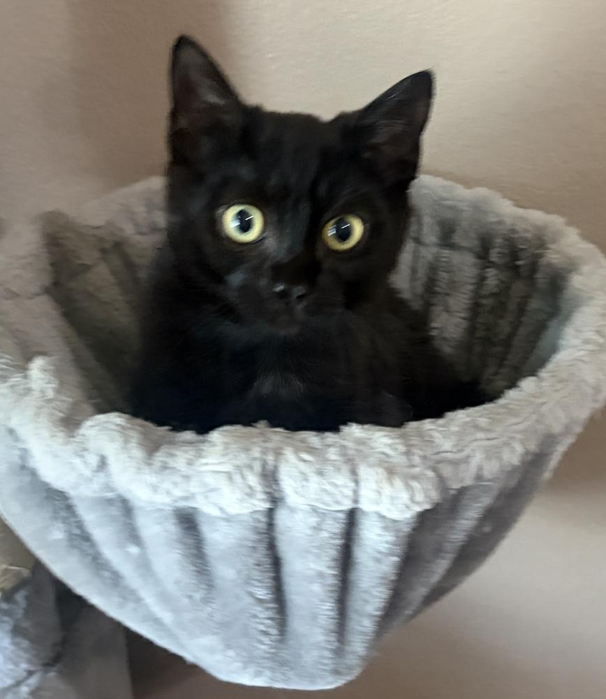 Dom, Adoptable, Kitten Male Domestic Short Hair.