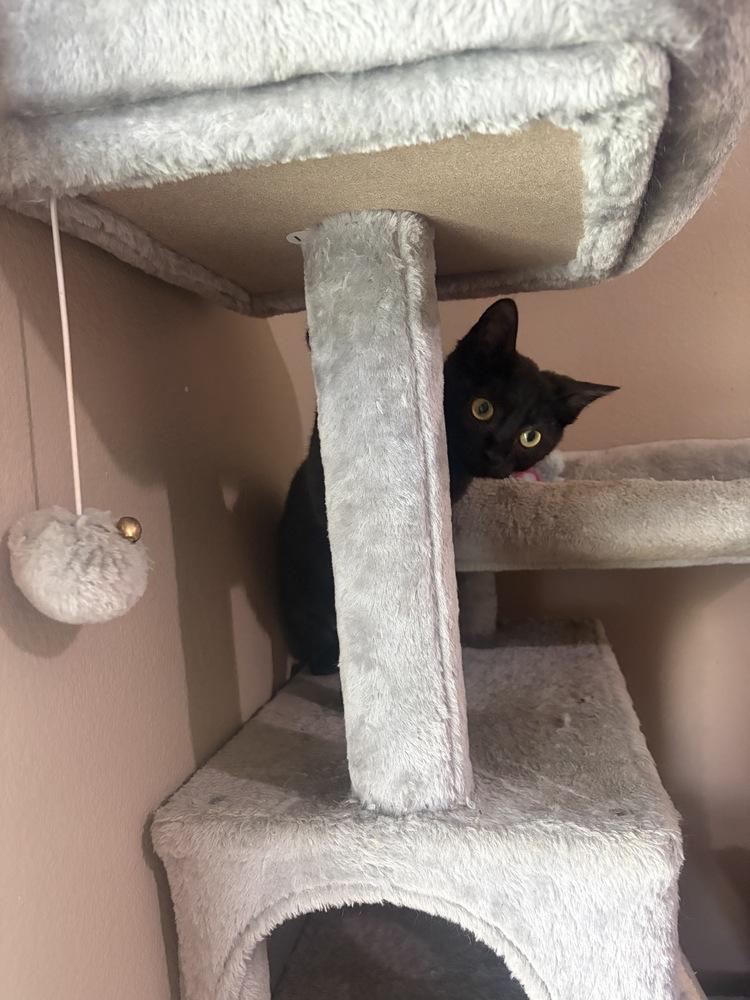 Enlarge Dom, a Adoptable Domestic Short Hair in Orlando, FL image 2/6