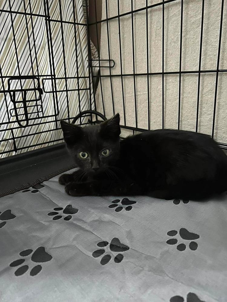 Enlarge Dom, a Adoptable Domestic Short Hair in Orlando, FL image 3/6