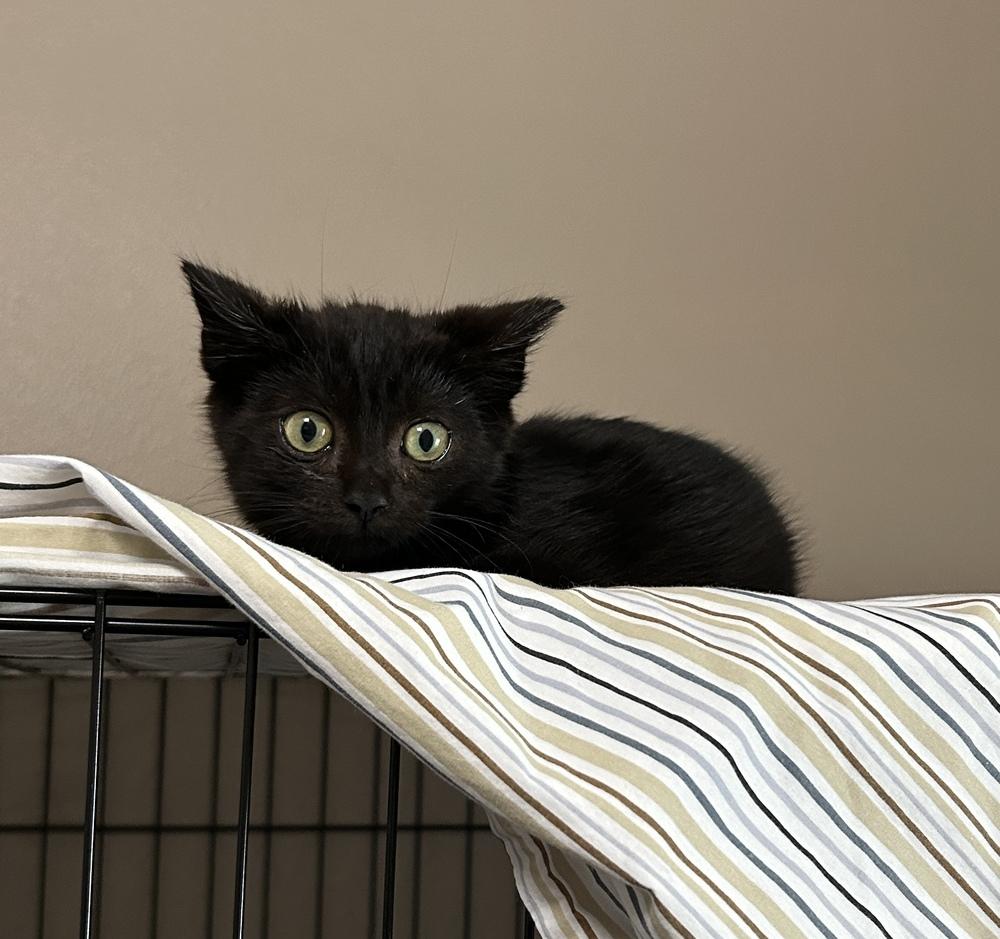 Enlarge Dom, a Adoptable Domestic Short Hair in Orlando, FL image 4/6