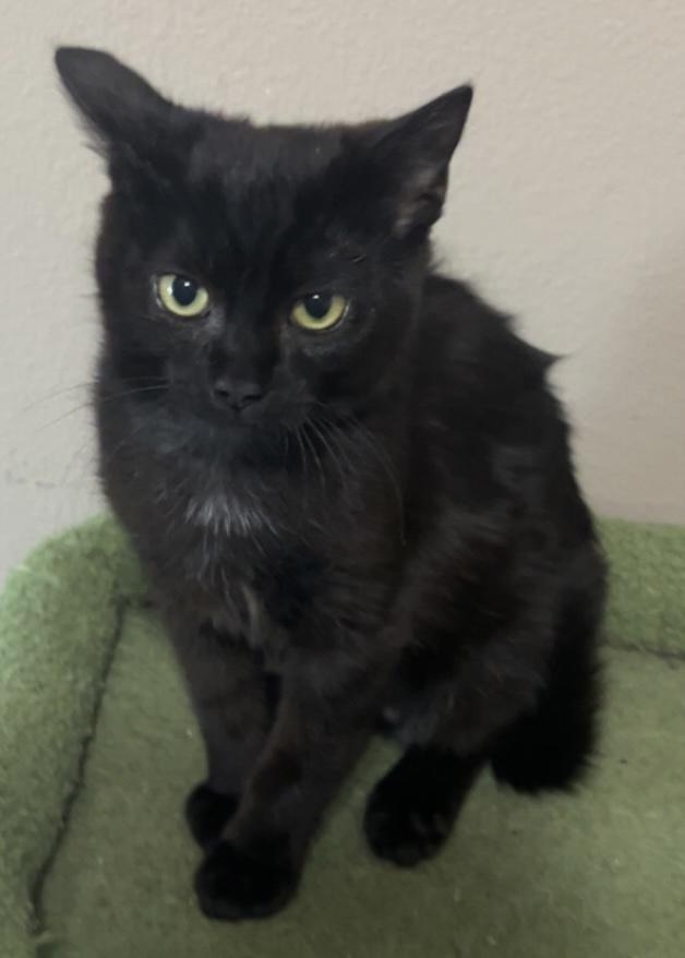 Enlarge Dom, a Adoptable Domestic Short Hair in Orlando, FL image 5/6