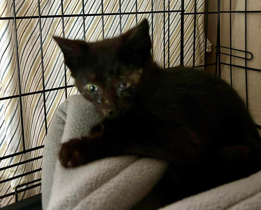 Enlarge Dom, a Adoptable Domestic Short Hair in Orlando, FL image 6/6