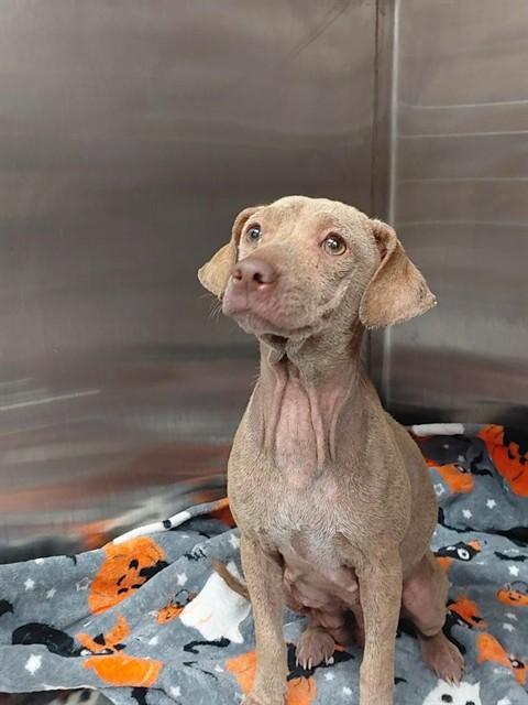 BETTY BOOP, Adoptable, Adult Female Dachshund & Mixed Breed.