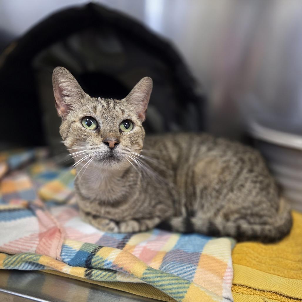 Enlarge Carmen San Diego, a Adoptable Domestic Short Hair in Colorado Springs, CO image 1/1