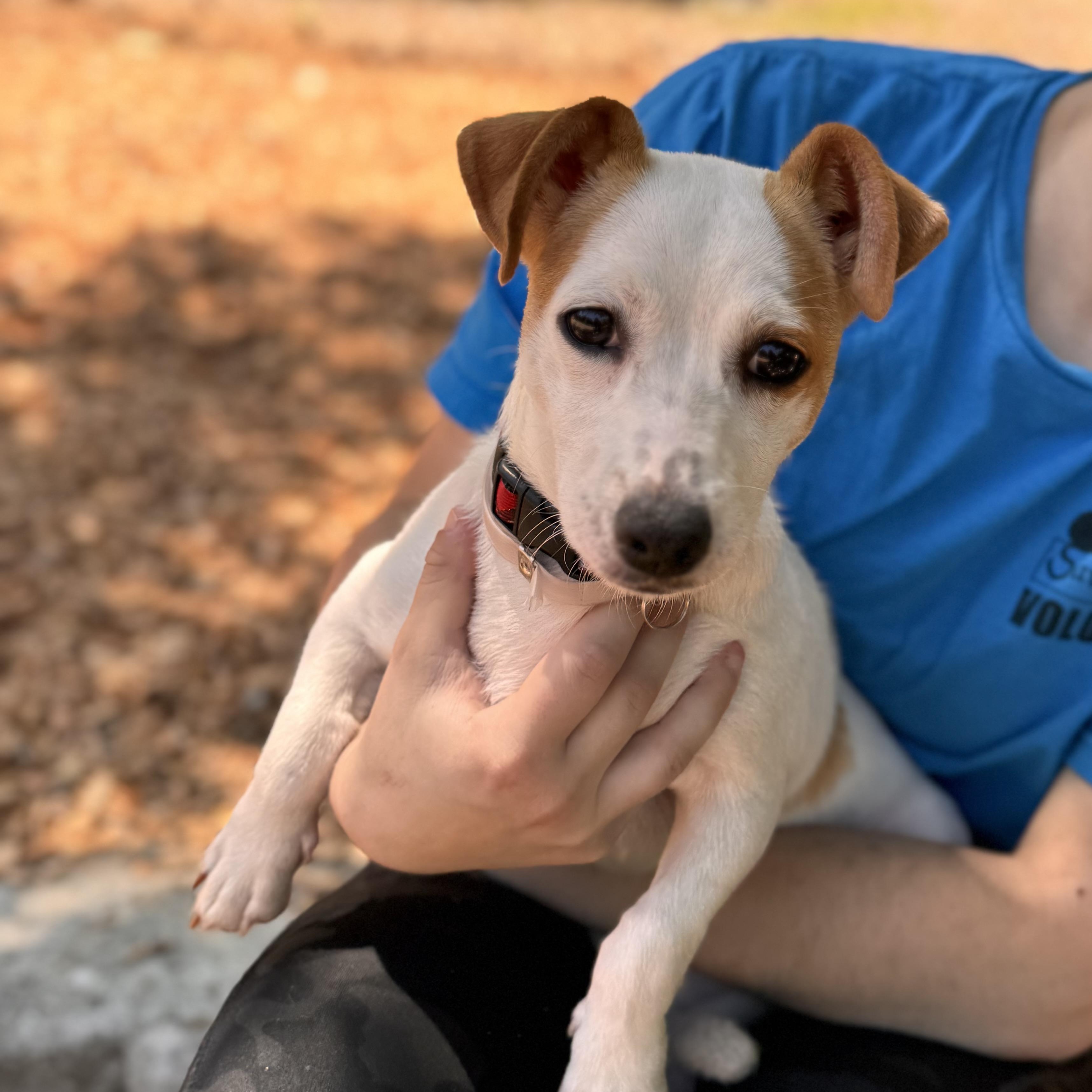 Enlarge Honey, a ADOPTABLE mixed breed in Sudbury, MA image 1/5
