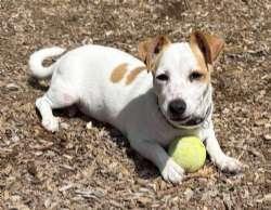 Enlarge Honey, a ADOPTABLE mixed breed in Sudbury, MA image 2/5