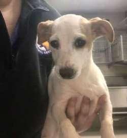 Enlarge Honey, a ADOPTABLE mixed breed in Sudbury, MA image 3/5