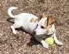 Enlarge Honey, a ADOPTABLE mixed breed in Sudbury, MA image 4/5