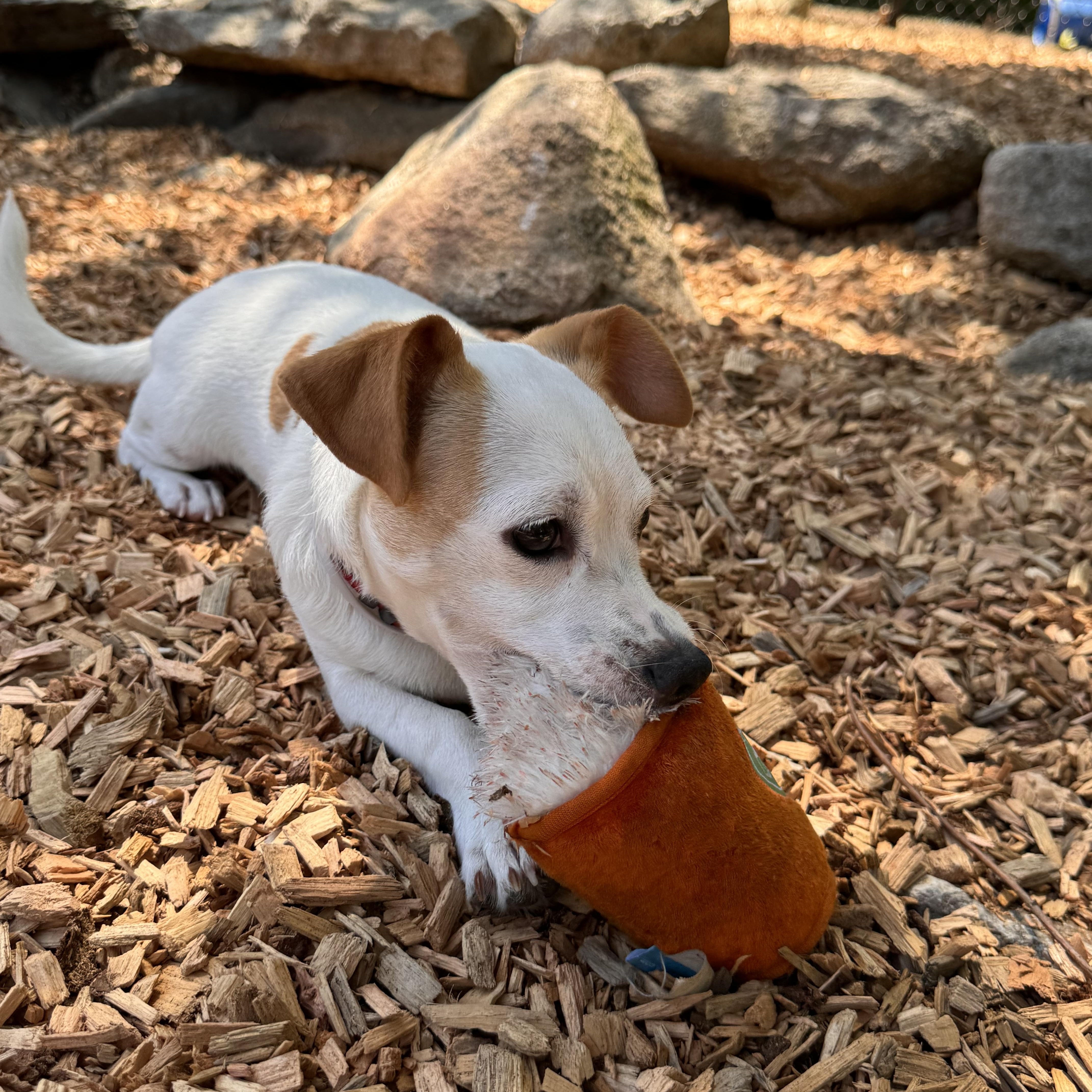 Enlarge Honey, a ADOPTABLE mixed breed in Sudbury, MA image 5/5
