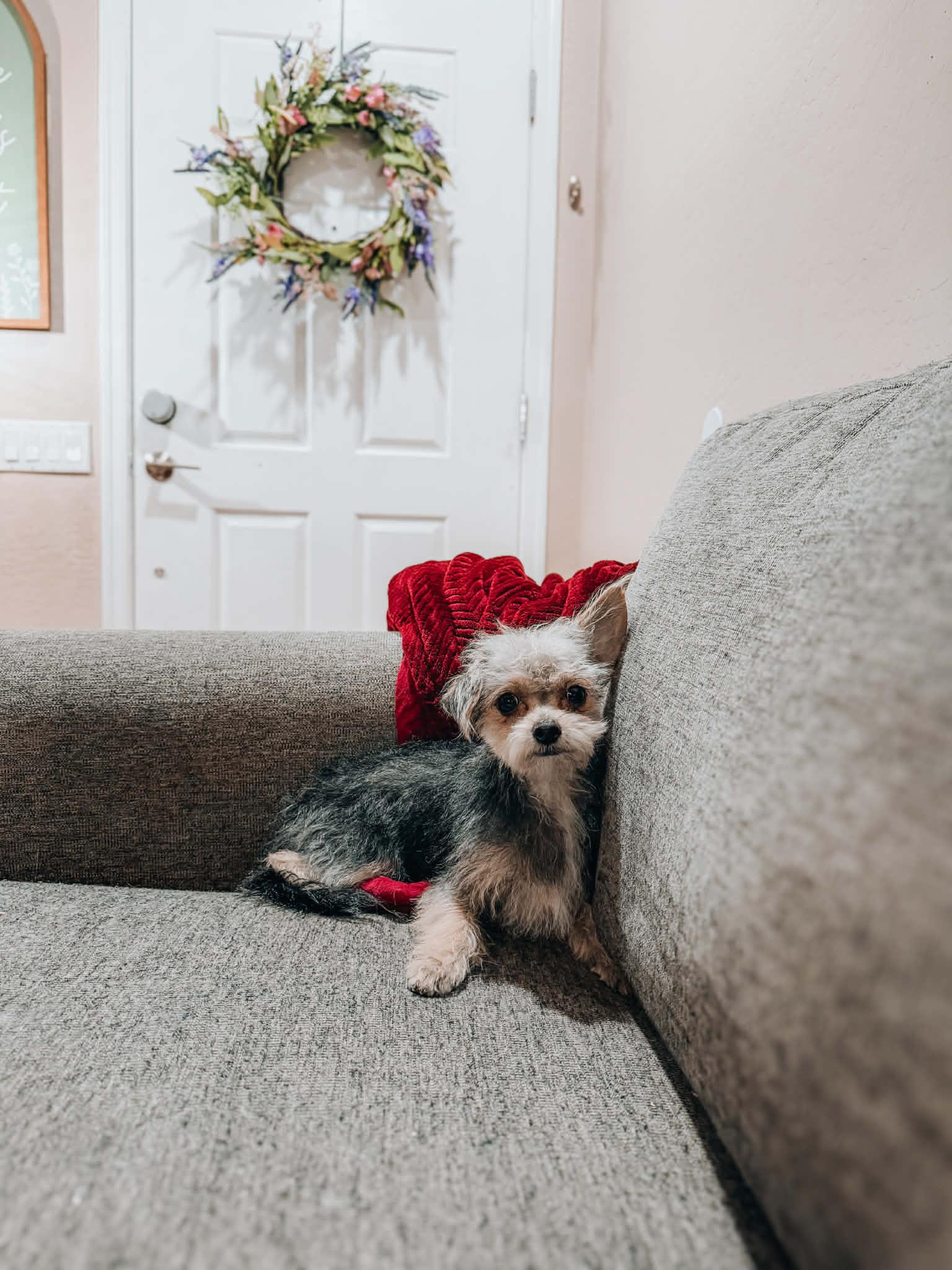 Lucie, ADOPTABLE, Puppy Female Yorkie Poo.