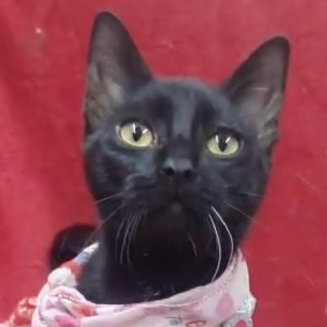 ACE - super sweet black kitten (222271142) photo