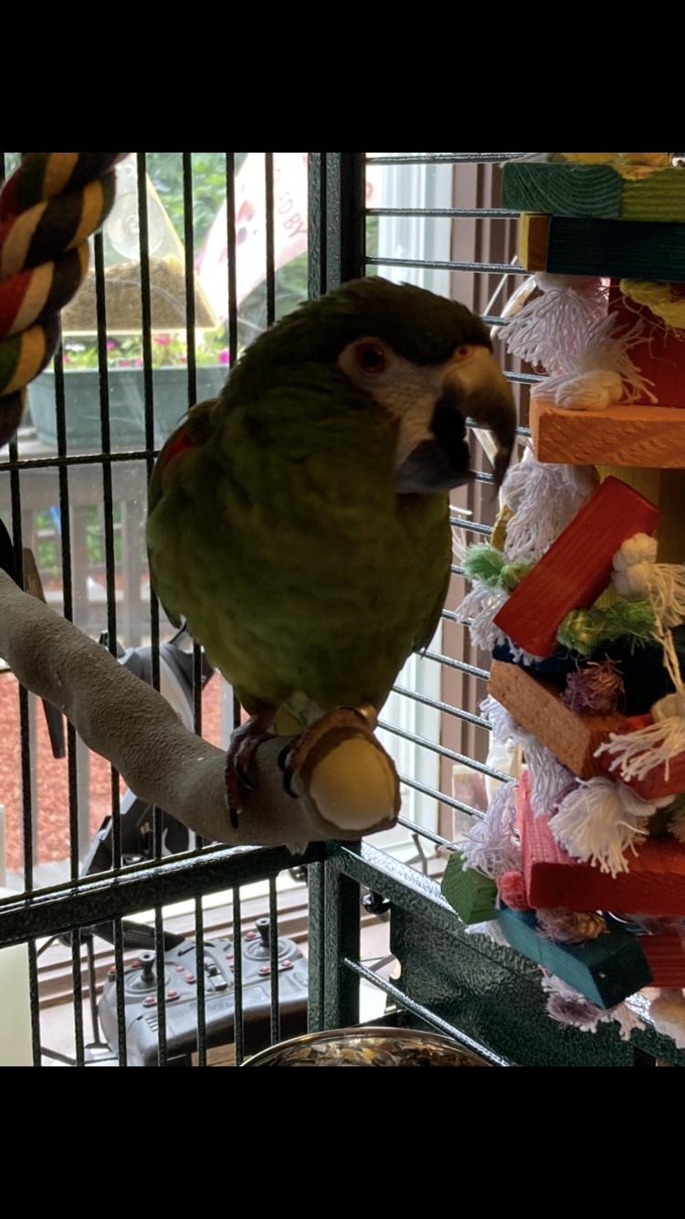Enlarge Nikki, a Adopted Macaw in Belford, NJ image 1/3