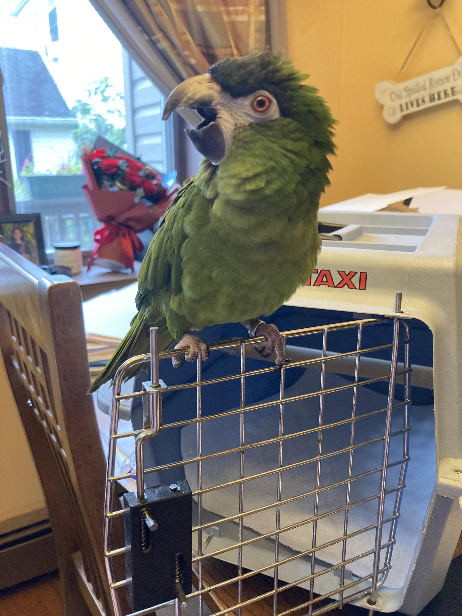 Enlarge Nikki, a Adopted Macaw in Belford, NJ image 2/3
