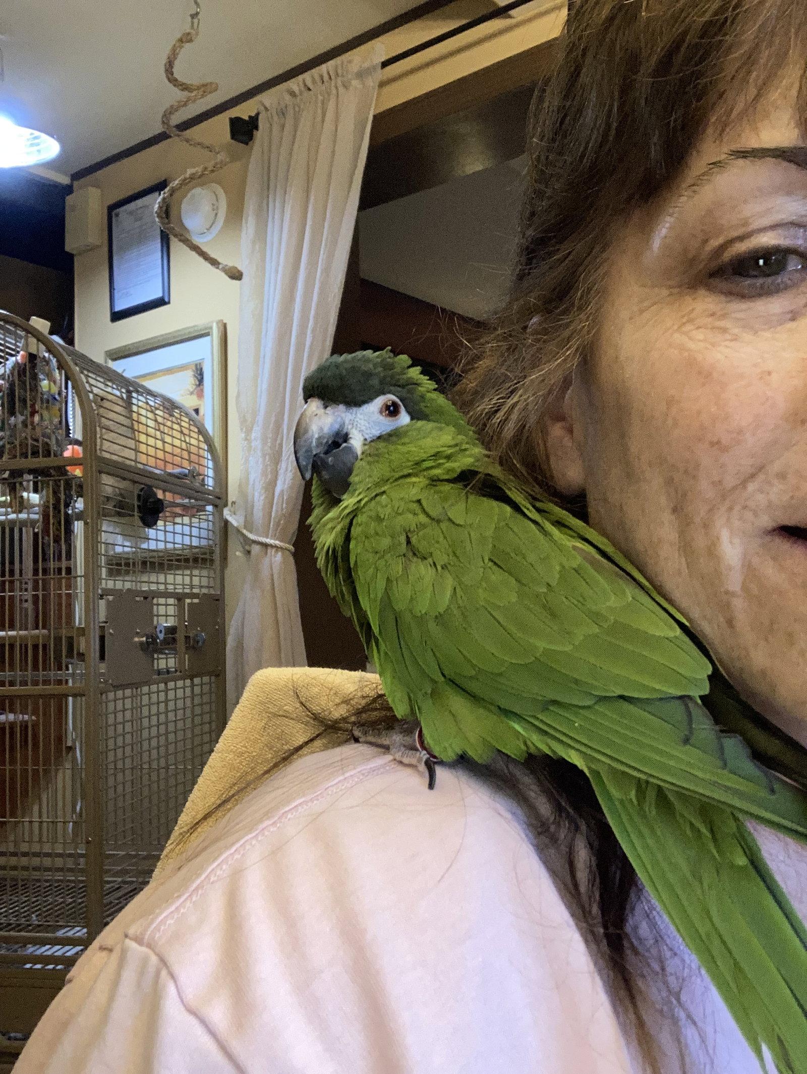 Enlarge Nikki, a Adopted Macaw in Belford, NJ image 3/3