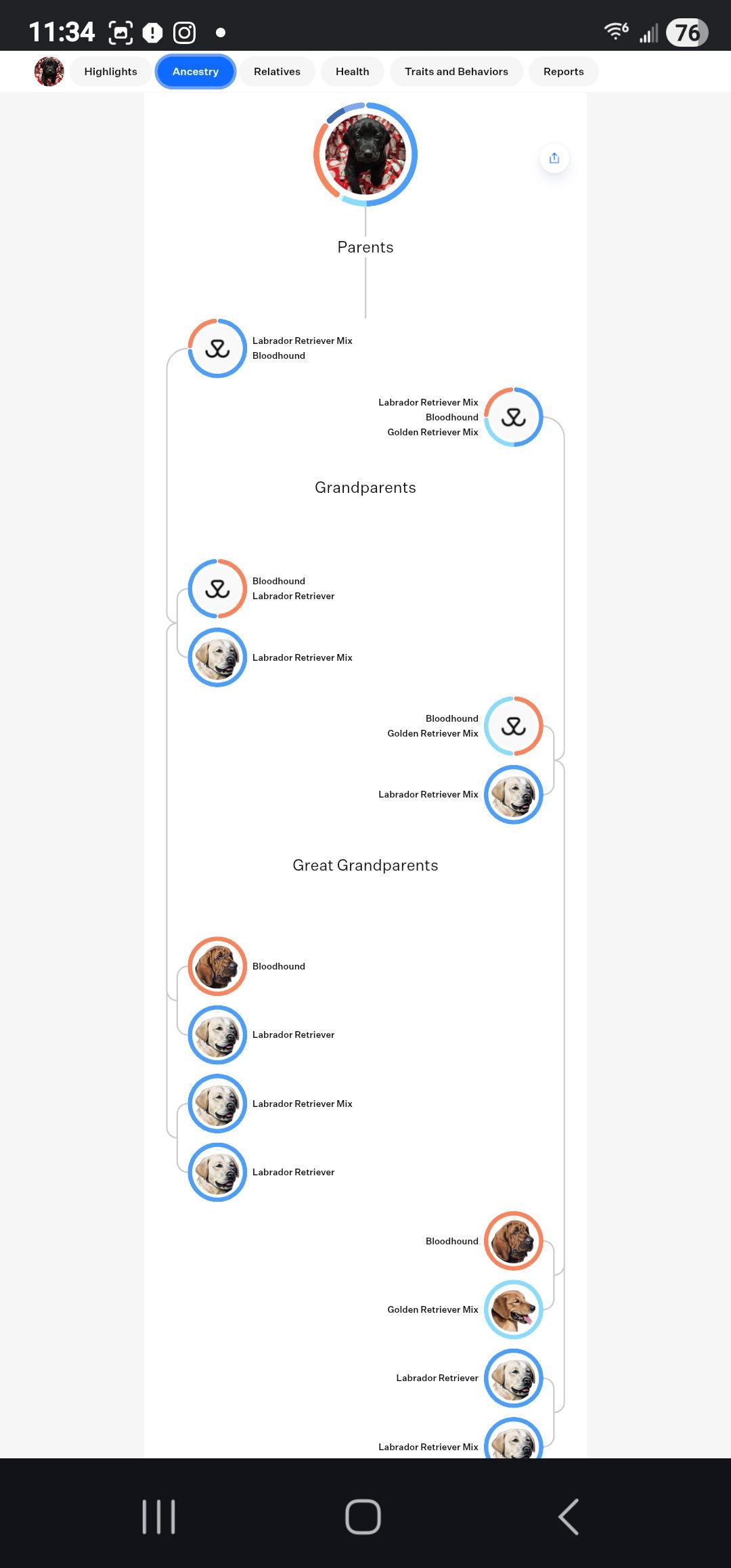 Enlarge Nala, a Adoptable Labrador Retriever in Croydon, NH image 1/2