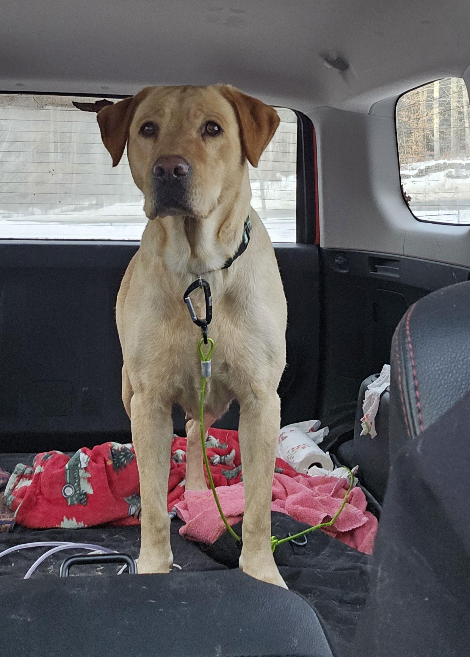Enlarge Nala, a Adoptable Labrador Retriever in Croydon, NH image 2/2