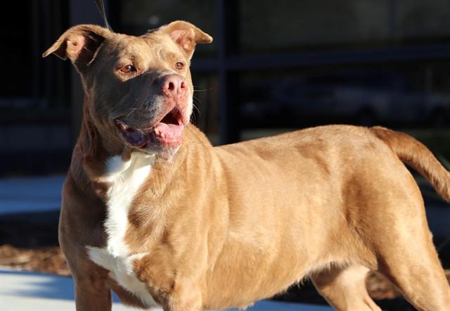 Enlarge ATHENA, a Adoptable mixed breed in San Luis Obispo, CA image 1/1
