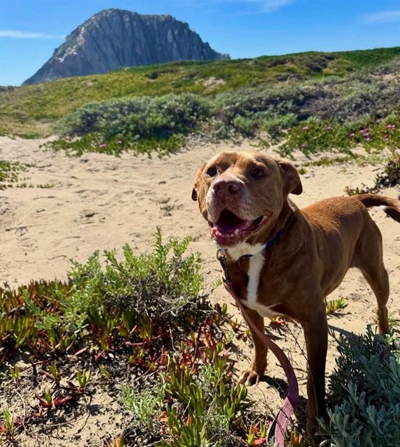 Enlarge ATHENA, a Adoptable mixed breed in San Luis Obispo, CA image 1/1