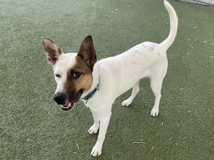 Dasher, Adoptable, Adult Male Cattle Dog & Mixed Breed.